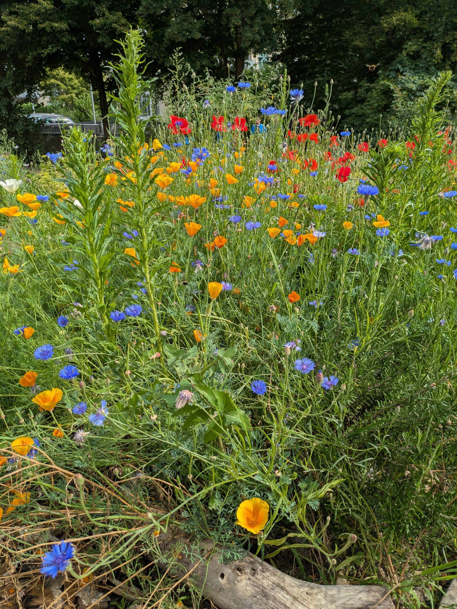 PXL_20250623_074104091